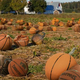 Illustration for article titled NBA Heads To Northeast Farms For Annual Basketball Picking